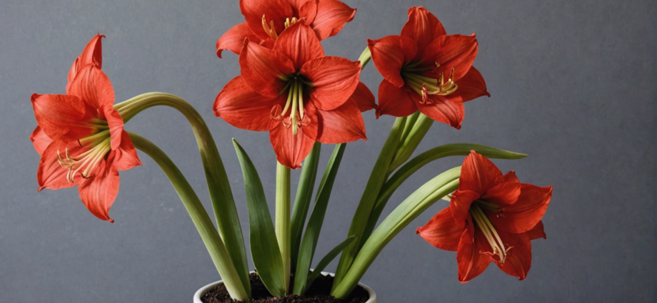 découvrez des conseils pratiques pour raviver la floraison de votre amaryllis et profiter de ses magnifiques fleurs toute l'année.